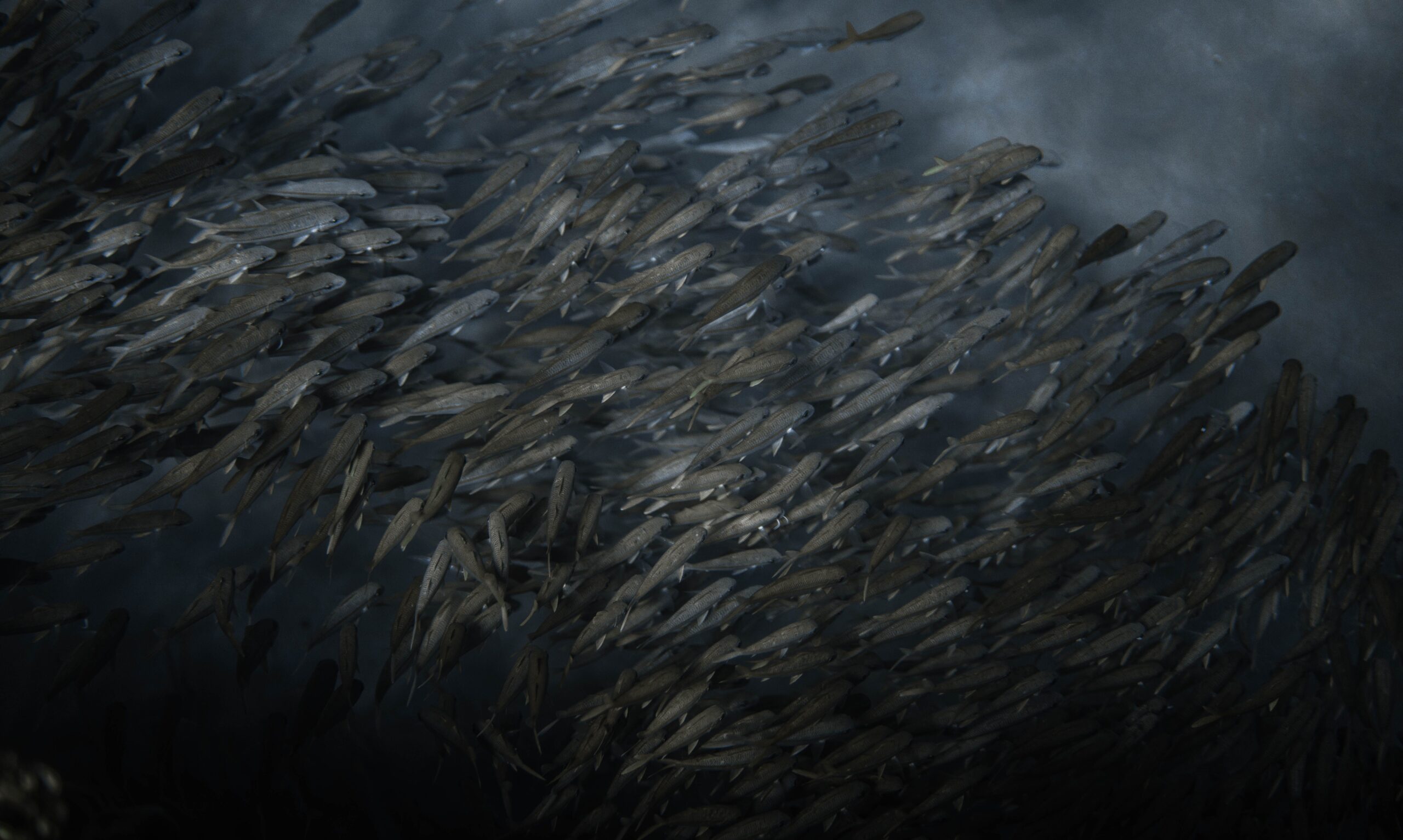 A large, tightly coordinated school of fish swimming together in blue ocean water